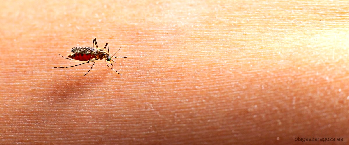 ¿Cuánto tiempo se tarda en eliminar una plaga de insectos o roedores?